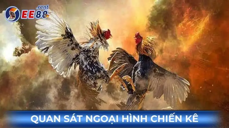 Quan-sat-ngoai-hinh-chien-ke-la-kinh-nghiem-da-ga-online