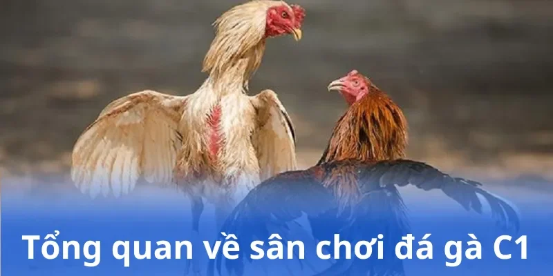 Tổng quan về sân chơi đá gà C1